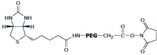 BIOTIN-PEG-SCM,Biotin PEG Succinimidyl Carboxymethyl Ester