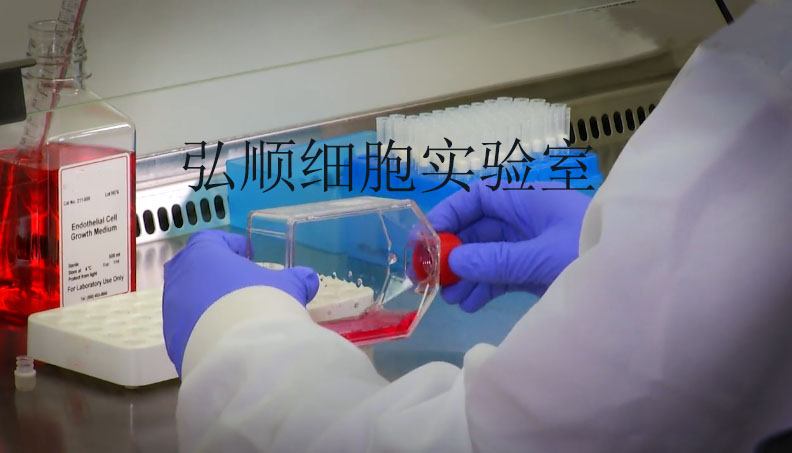 BE(2)-M17细胞：人神经母细胞瘤细胞,BE(2)-M17 Cell