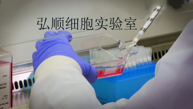 NH-6细胞：人肾上腺神经母细胞瘤细胞,NH-6 Cell