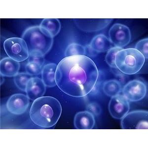 人胚胎滋养层细胞提取物