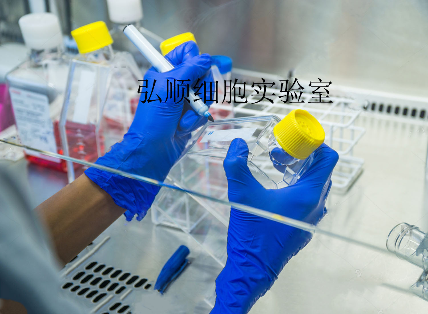 CHL|中国仓鼠肺细胞,CHL Cell