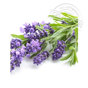 薰衣草精油,Lavender Oil