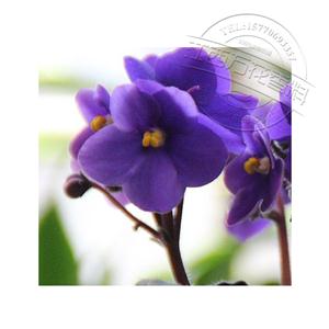紫罗兰精油,Violet Leaf Absolute