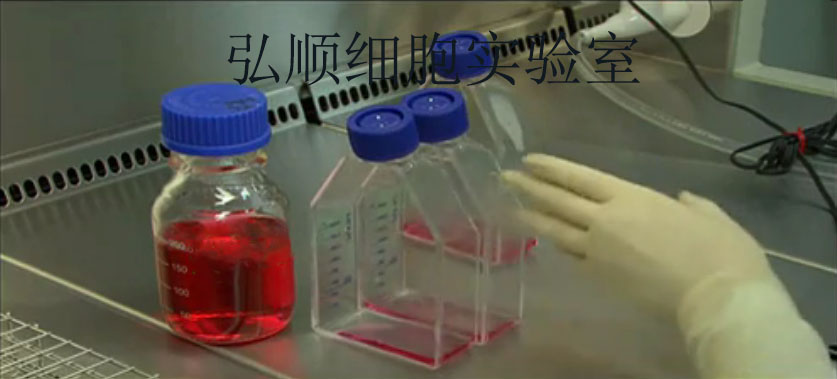 CHO-S|中国仓鼠卵巢细胞,CHO-S Cell