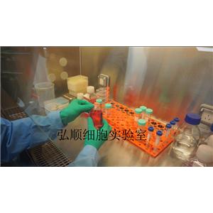 MLE 12|小鼠肺上皮细胞