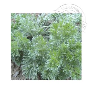 菌陈油,Capillary artemisia oi