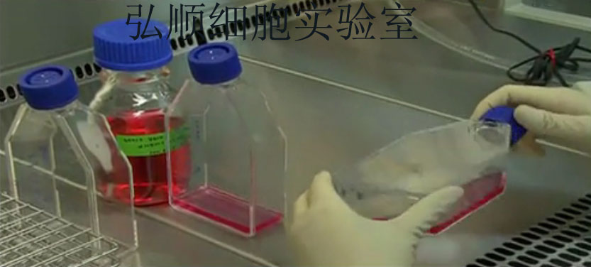 CHO-dhFr-|中国仓鼠卵巢细胞,CHO-dhFr- Cell