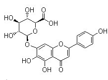 野黄芩苷,Scutellarin