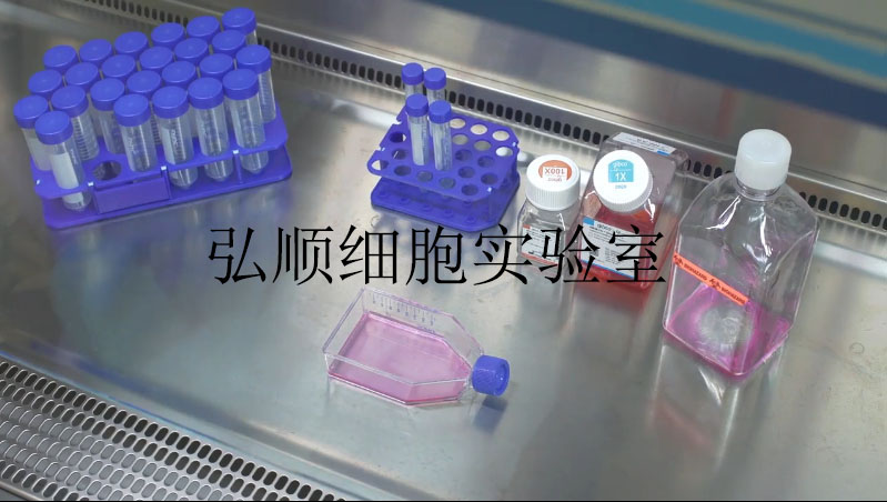 HeLa[Chang Liver]细胞系|人张氏肝细胞系,HeLa[Chang Liver] Cell