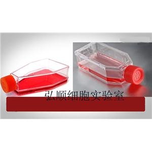 NCI-H2444 Cell<人非小细胞肺癌细胞系>