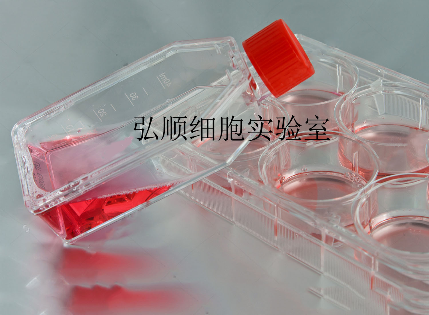 COLO 205 Cell<人结直肠腺癌细胞系>,COLO 205 Cell