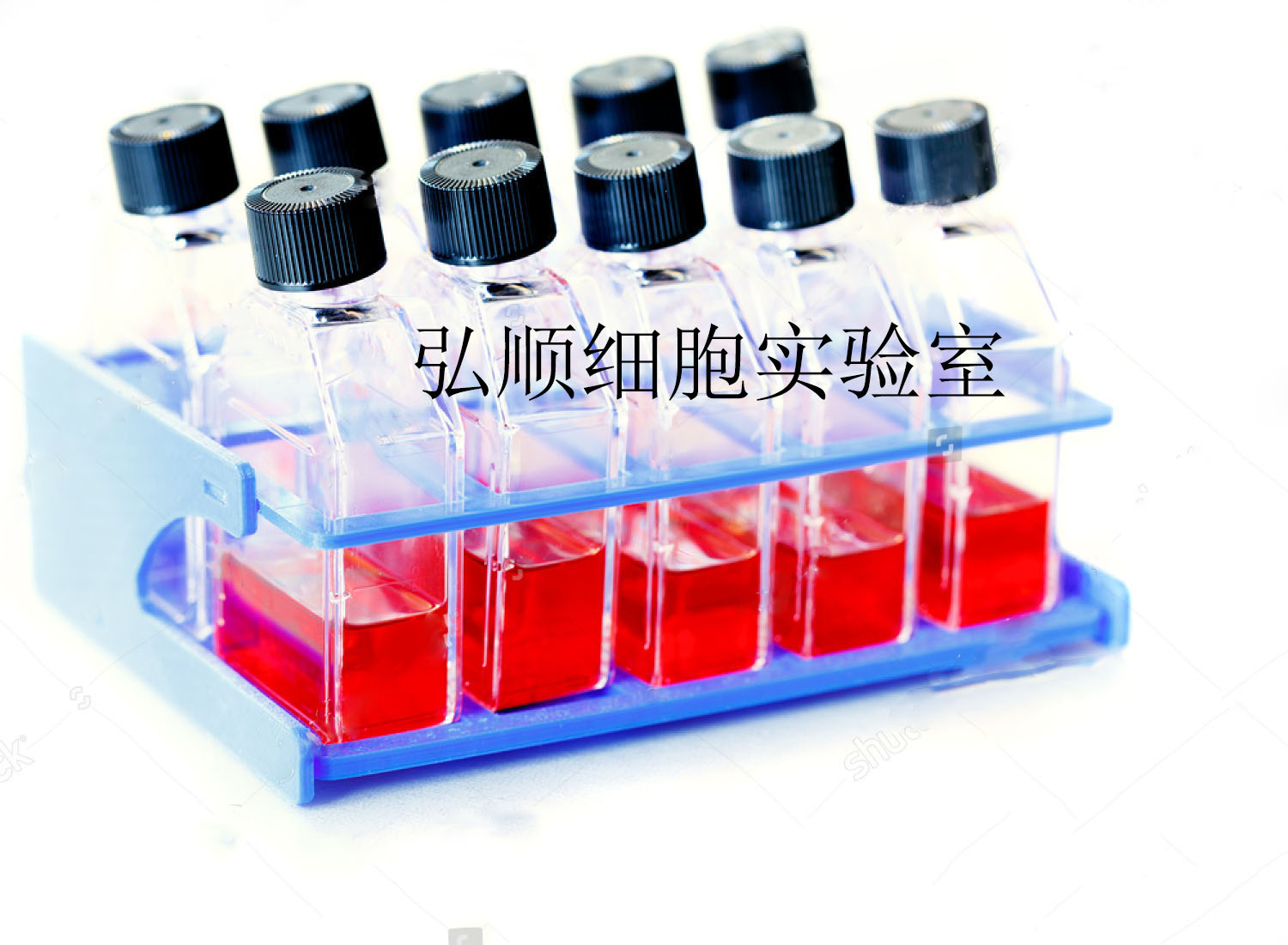 Ishikawa Cells：人子宫内膜癌细胞系,Ishikawa Cells