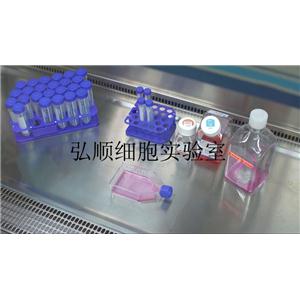 SCC-25 Cells：人口腔鳞癌细胞系