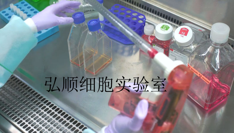 L5178Y Cells：小鼠淋巴瘤细胞系,L5178Y Cells