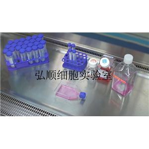 QGY-7703 Cell Line|人肝癌细胞