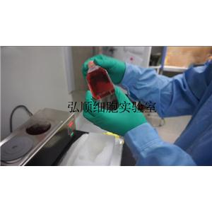 MHCC97-L Cell Line|低转移人肝癌细胞,MHCC97-L Cell Line