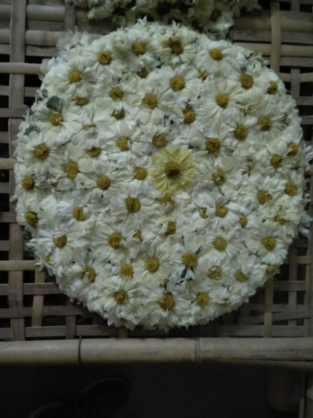 麻城白菊,Chrysanthemum