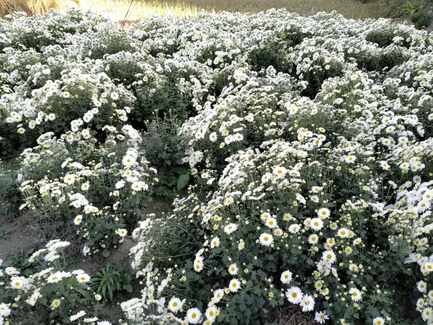 菊花,Chrysanthemum