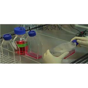 LS123 Cell Line|人结肠腺癌细胞,LS123 Cell Line