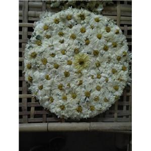 麻城白菊,Chrysanthemum