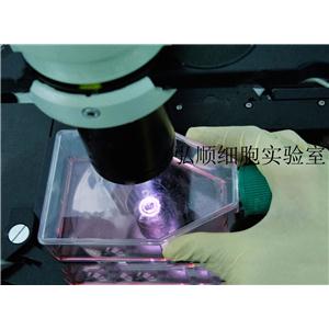 LS174T[LS174T] Cell Line|人结直肠腺癌细胞,LS174T[LS174T] Cell Line