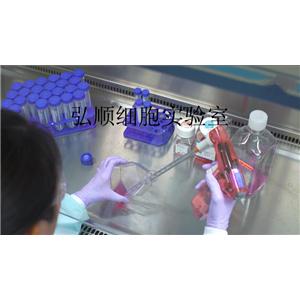 L5178Y Cell Line|小鼠淋巴瘤细胞,L5178Y Cell Line
