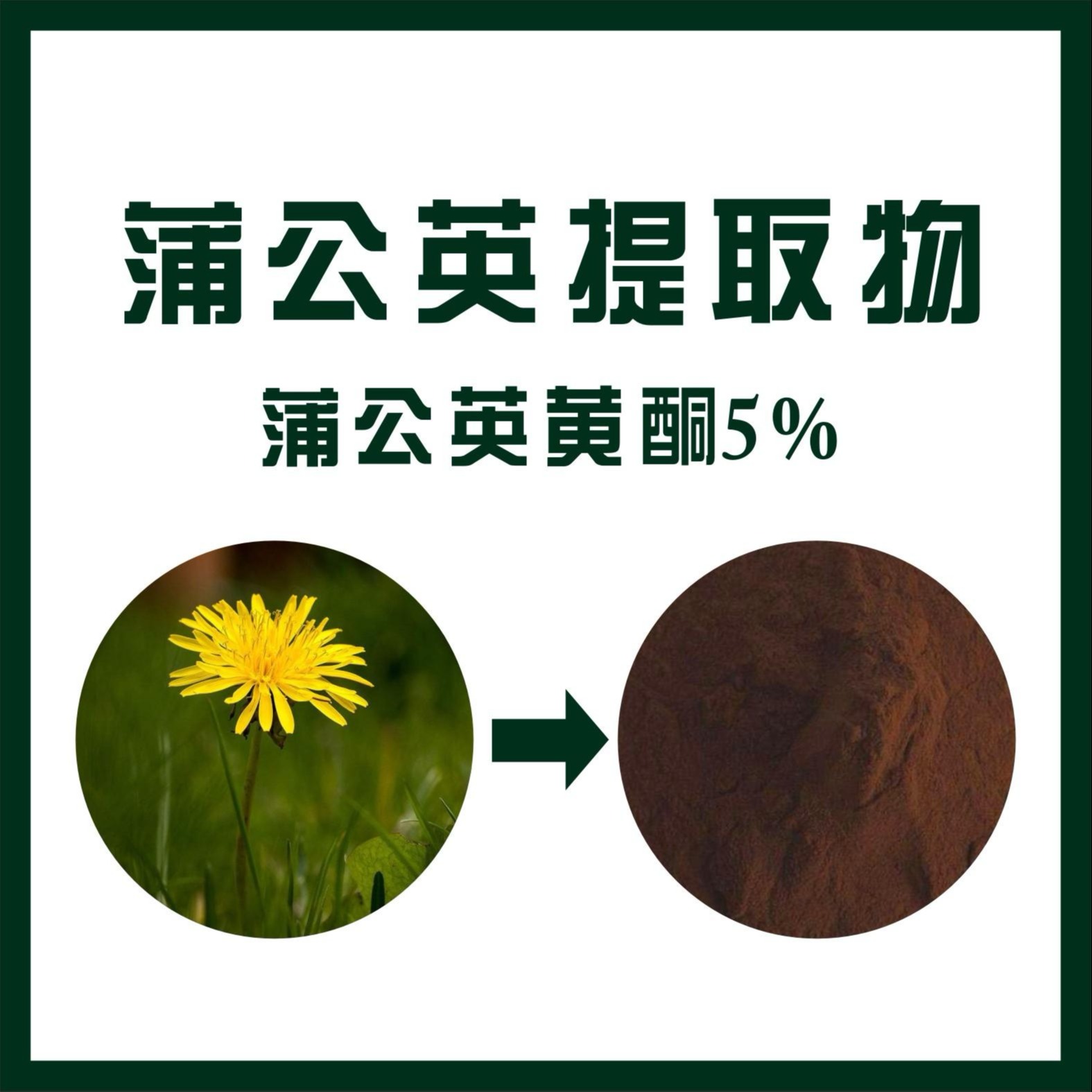 蒲公英提取物（蒲公英黄酮）,DandelionExtract