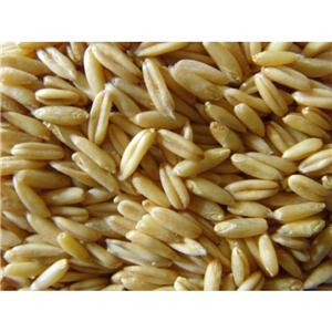 燕麥提取物,oat extract