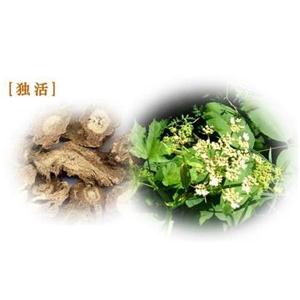 独活提取物,Angelica extract