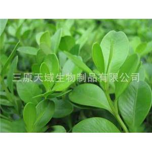 四季青提取物,Four Seasons Green extract