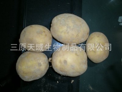 馬兜鈴提取物,Aristolochia extract