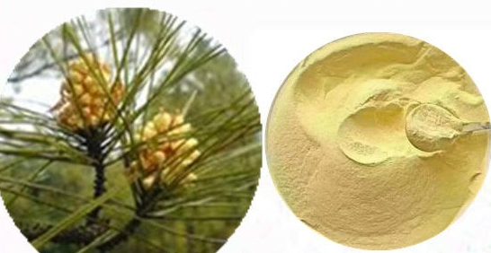 一级松花粉,Primary pine pollen