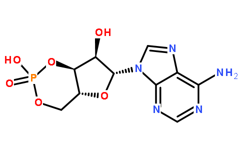 环磷酸腺苷,CAMP