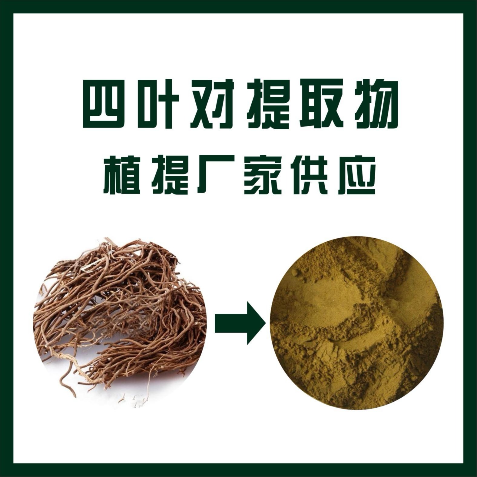 四叶对提取物,Rhizoma Et Radix Chloranthi。