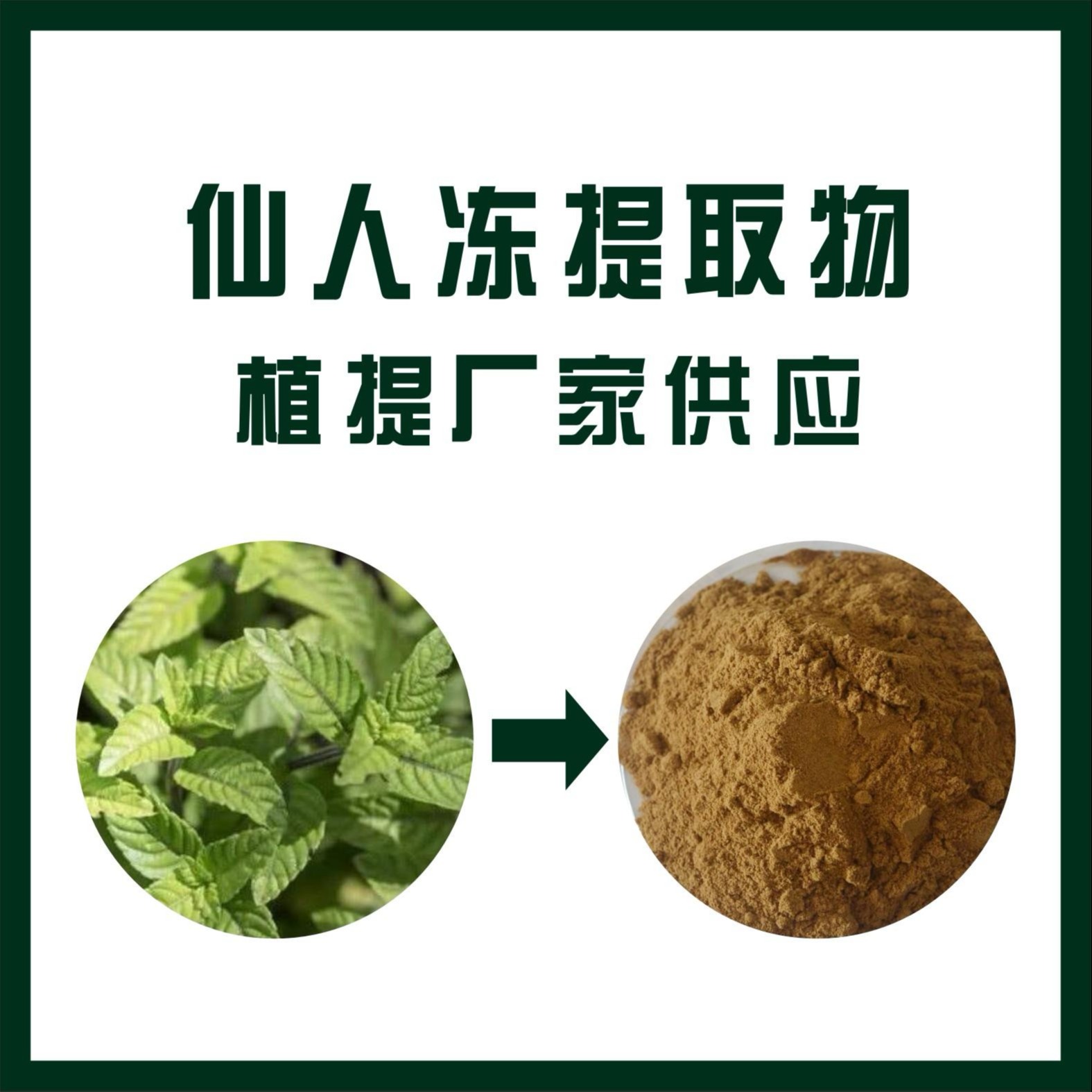 仙人冻提取物,Herba Mesonae。