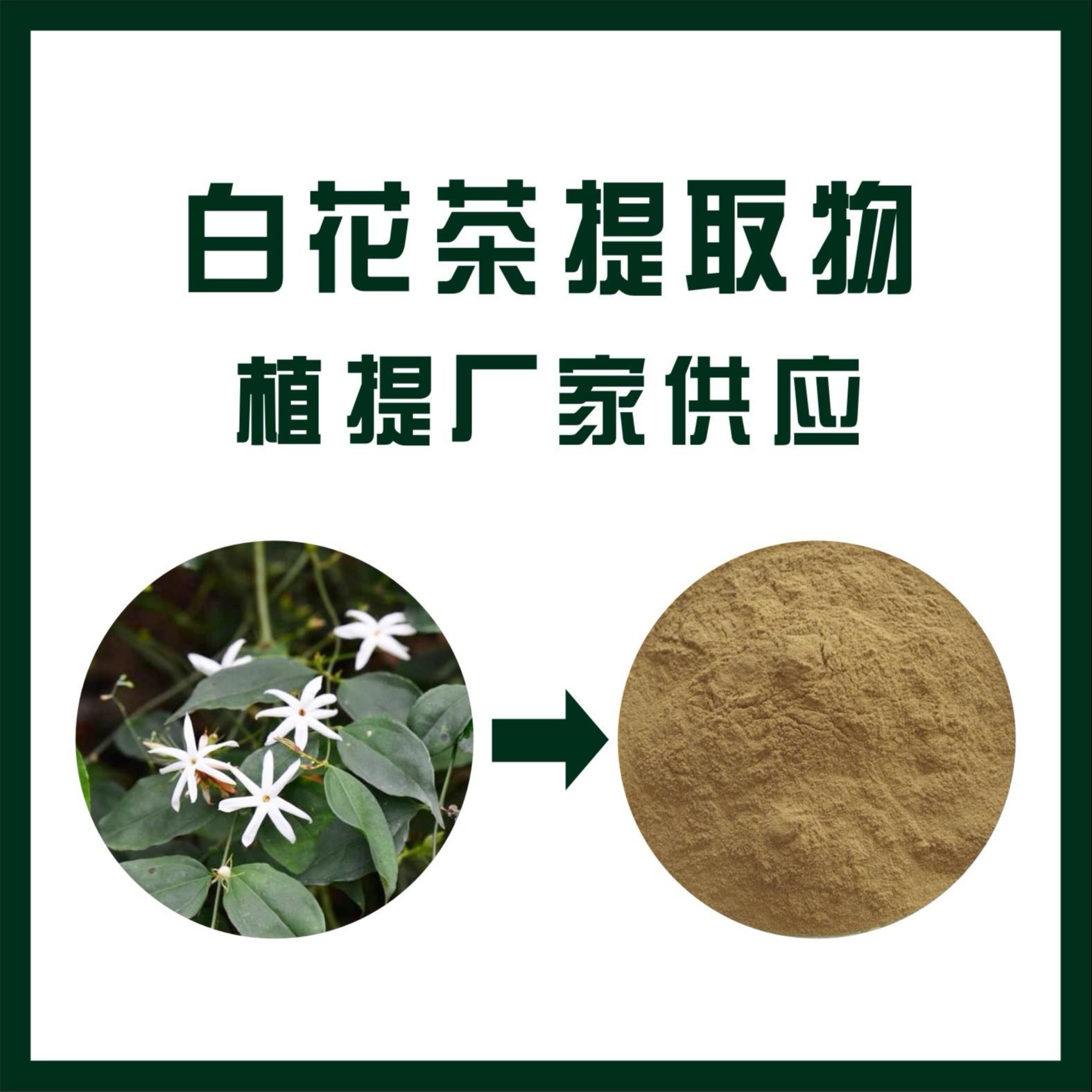 白花茶提取物,Cacumen Et Folium Jasmini Elongati