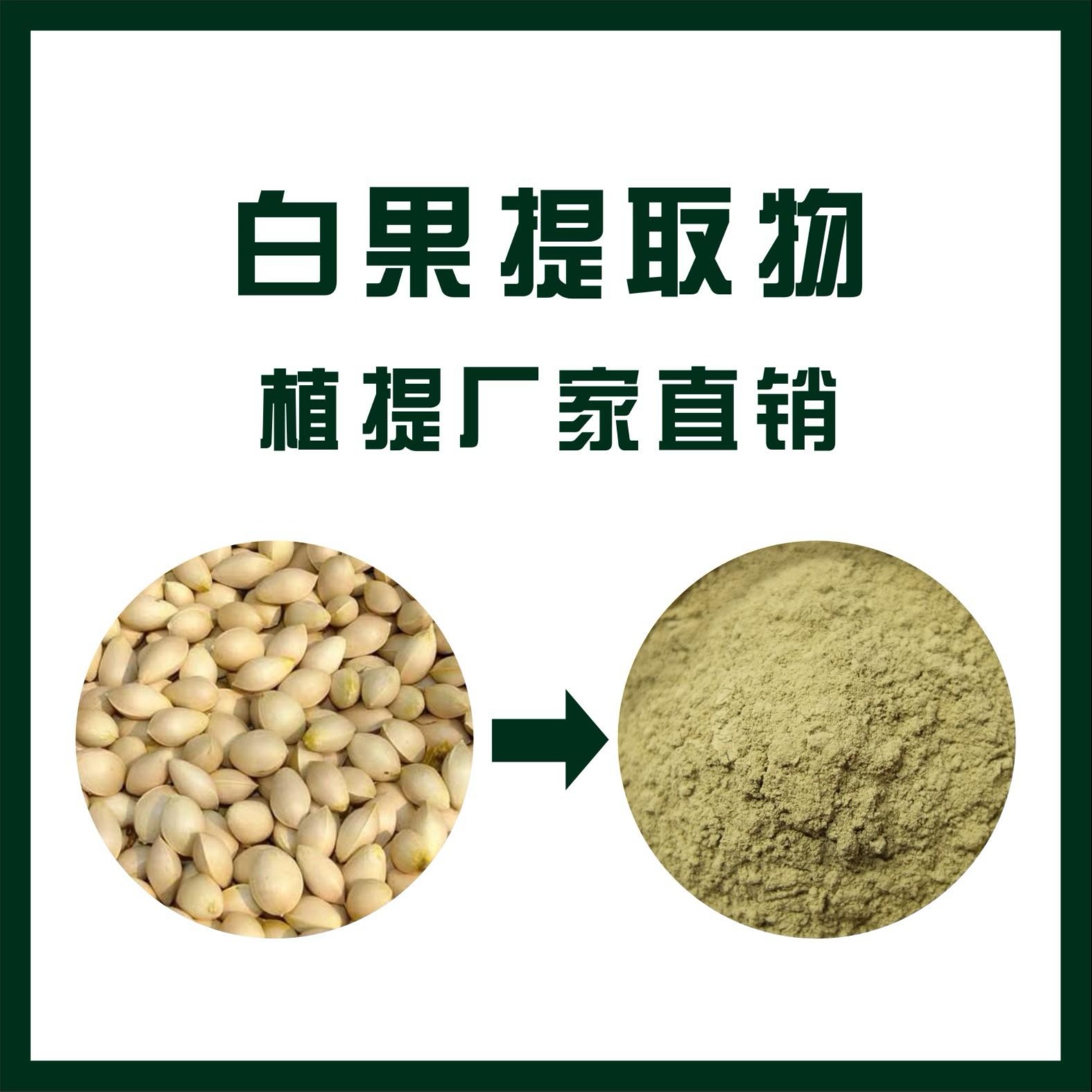 白果提取物,Ginkgo Semen。