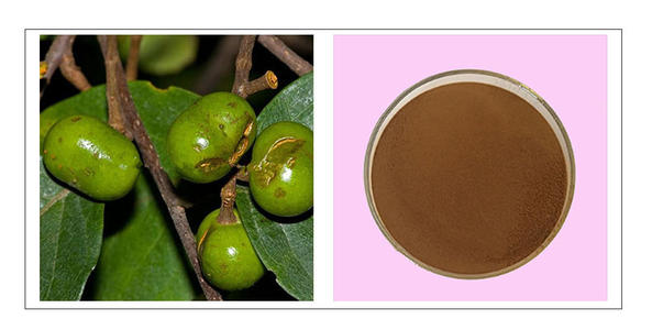 非洲臀果木提取物,Extract of African hip fruit tree