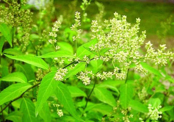 劉寄奴提取物,Diverse Wormwood Herb Extract