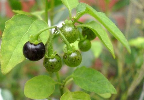 龙葵提取物,Solanum nigrum extract