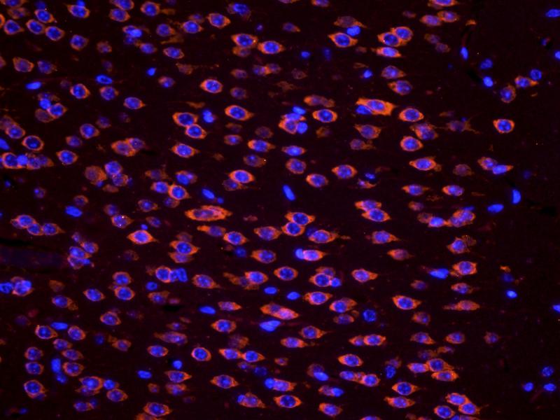 Apelin antibody