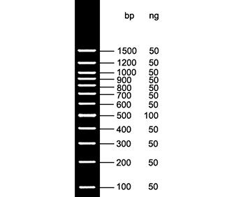 100bp DNA Ladder