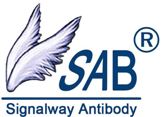 AGO2 Antibody