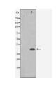 ATG5 Antibody