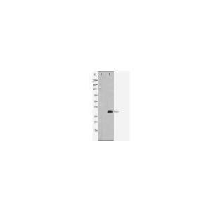 ATG5 Antibody