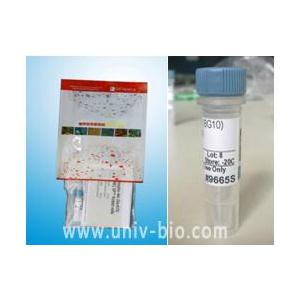 Akt Antibody