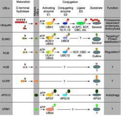 Apg8 antibody