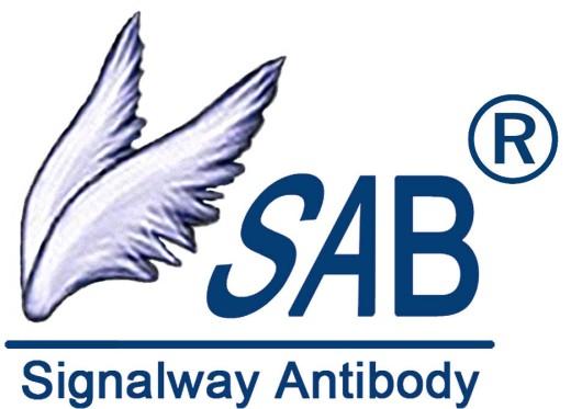 Bcl-xL Antibody