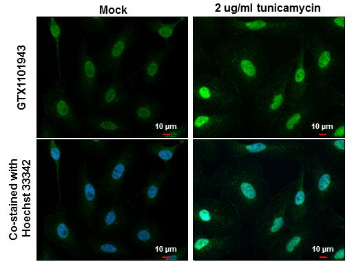 ATF4 antibody