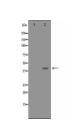 ATF4 Antibody